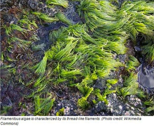 Irrigation_Control-Algae_Photo3