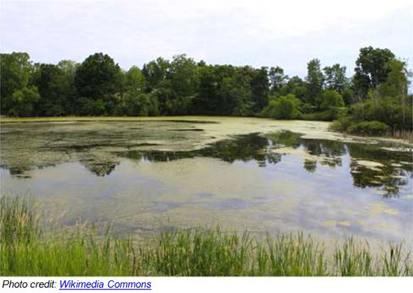 Irrigation_Control-Algae_Photo1