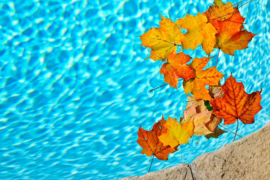 Pool-with-Leaves